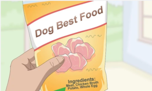 بهترین غذای سگ