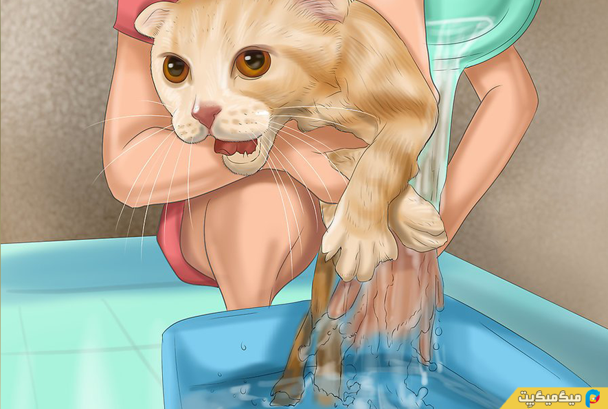 چگونه گربه خود را حمام کنیم؟