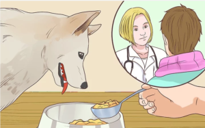 غذای خانگی سگ