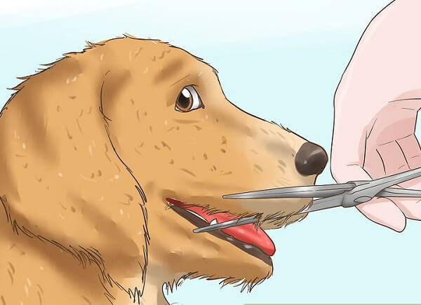 اصلاح موی سگ