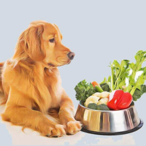 غذای سگ