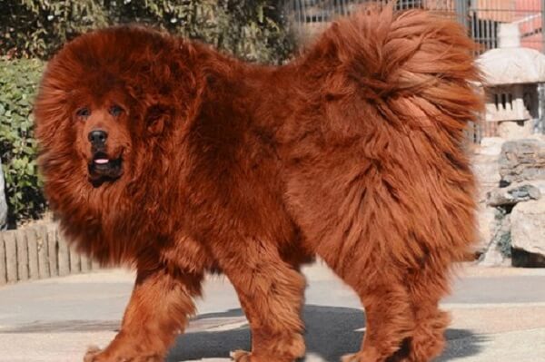 سگ ماستیف، گران ترین نژاد سگ دنیا