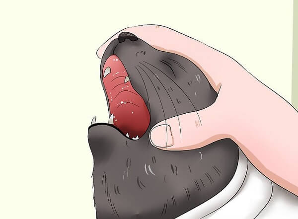 بازکردن دهان گربه