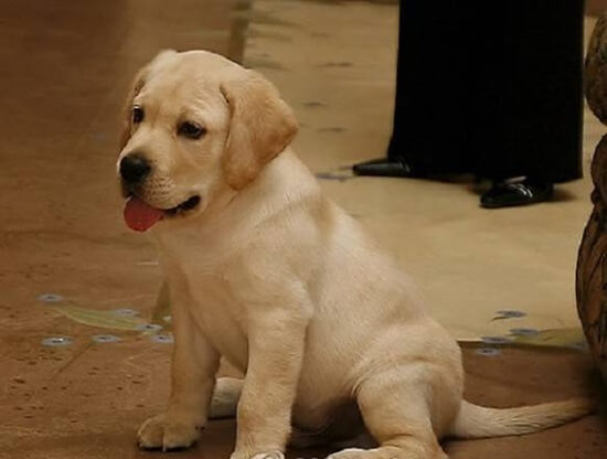 سگ سرلانسلات انکور، گران‌ترین سگ شبیه‌سازی شده دنیا