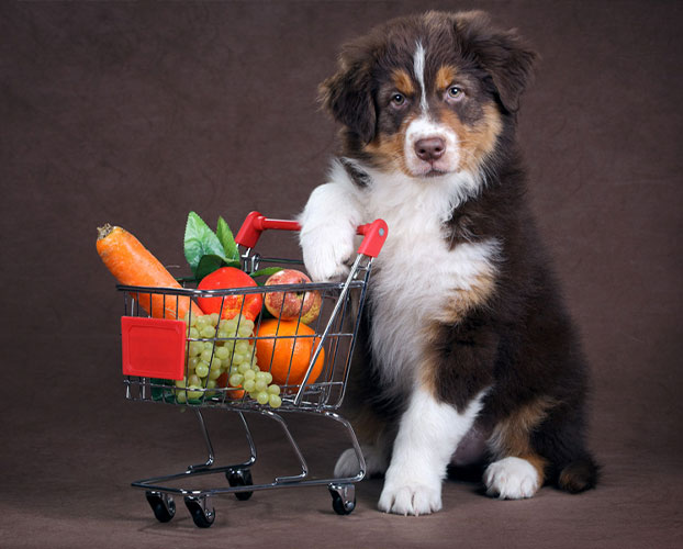 سگ گیاه خوار و میوه و سبزیجات مناسب سگ