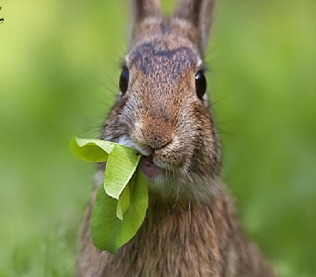 تغذیه خرگوش