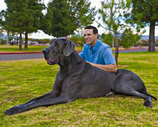 بزرگترین سگ ها 1