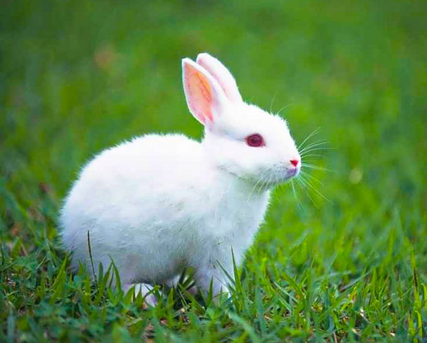 بهترین خرگوش 1