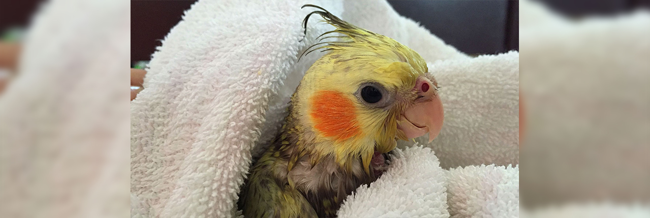 روش صحیح خشک کردن پرنده بعد از حمام