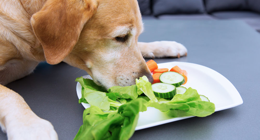 رفع بد رفتاری سگ با غذا