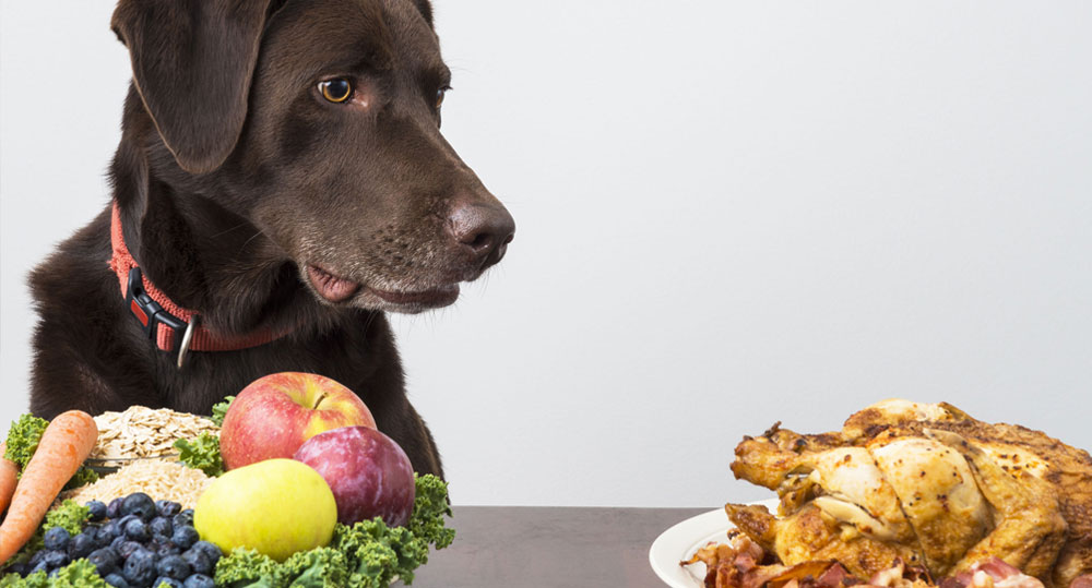 تاثیر رژیم غذایی بر رفتار سگ