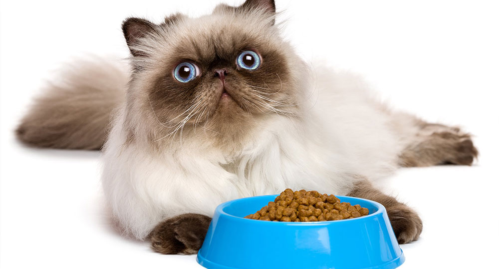 همه چیز درباره غذای گربه پرشین