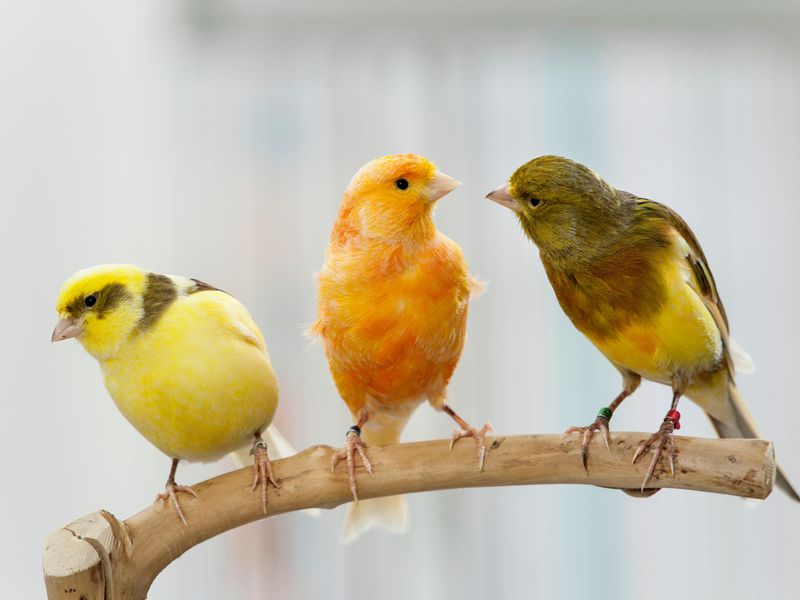 سلامت پرنده با ویتامین ها