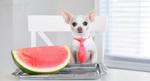 آیا هندوانه برای سگ بی خطر است