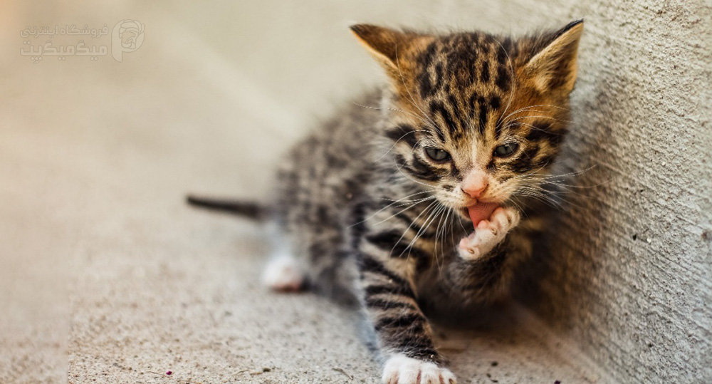 شروع غذا خوردن بچه گربه در شش هفتگی