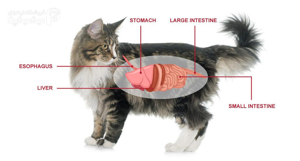 انگل روده گربه چیست