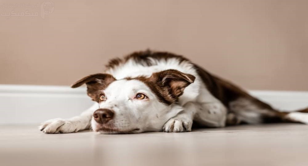 علل کم خونی سگ چیست
