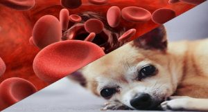 کم خونی سگ ها چیست