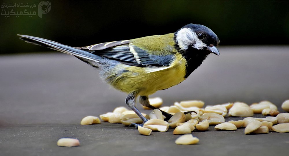 خوراکی های سمی برای پرندگان