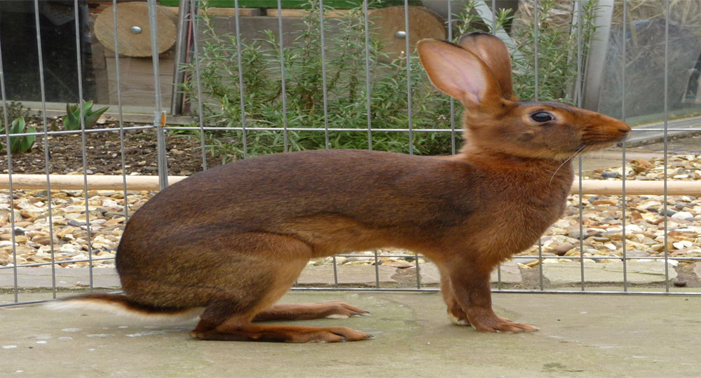 خرگوش بلژیکی