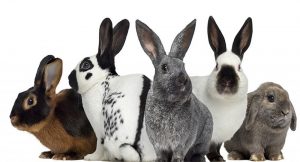 معرفی ‏‎15‎‏ نژاد خرگوش خانگی محبوب و تفاوت آن ‌ها